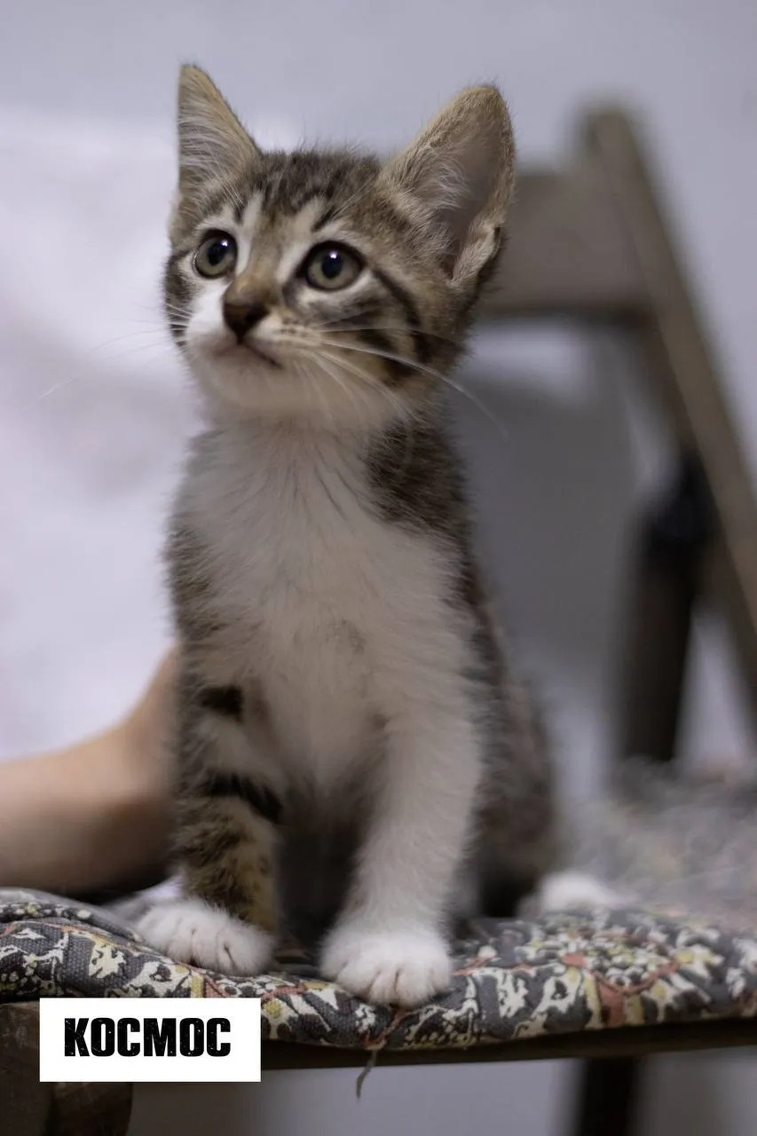Котята Бригада ищут дом 2
