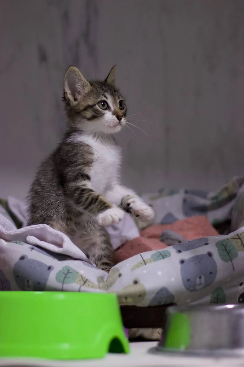 Котята Бригада ищут дом 3