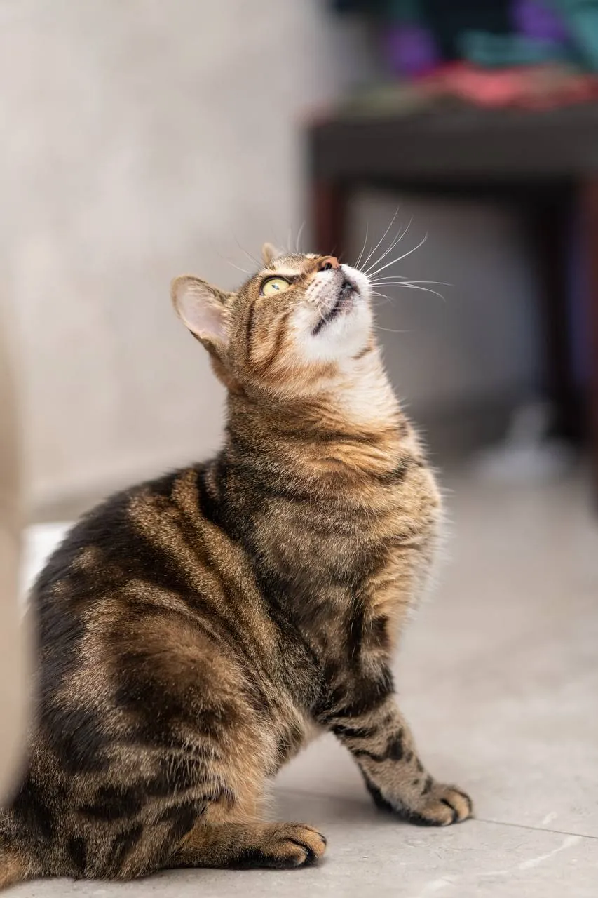 Кошка Сэра ищет дом 5