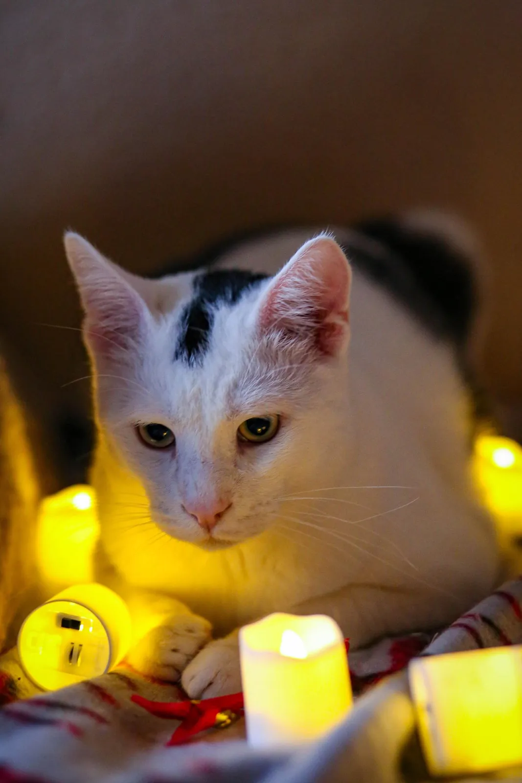 Коты Финдус и Ако ищут дом 4