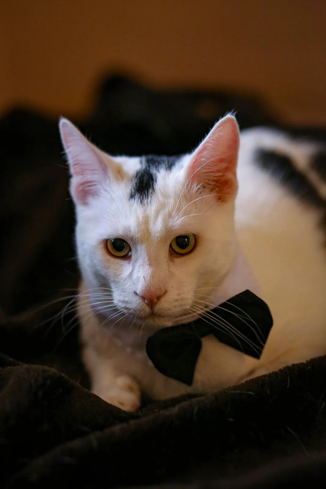 Коты Финдус и Ако ищут дом 5