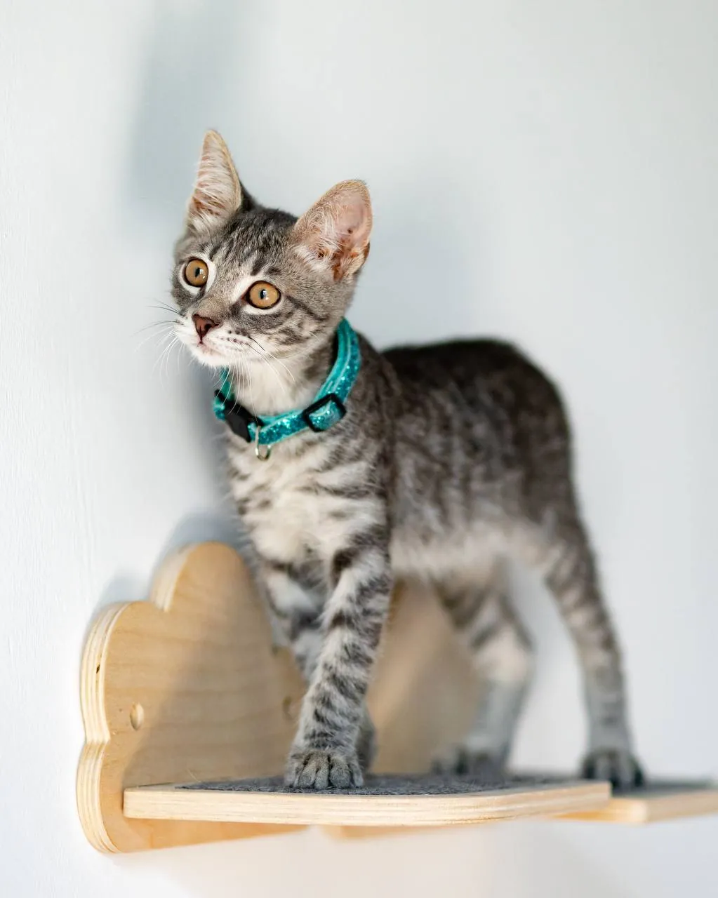 Котёнок Эдвард Каллен ищет дом 6