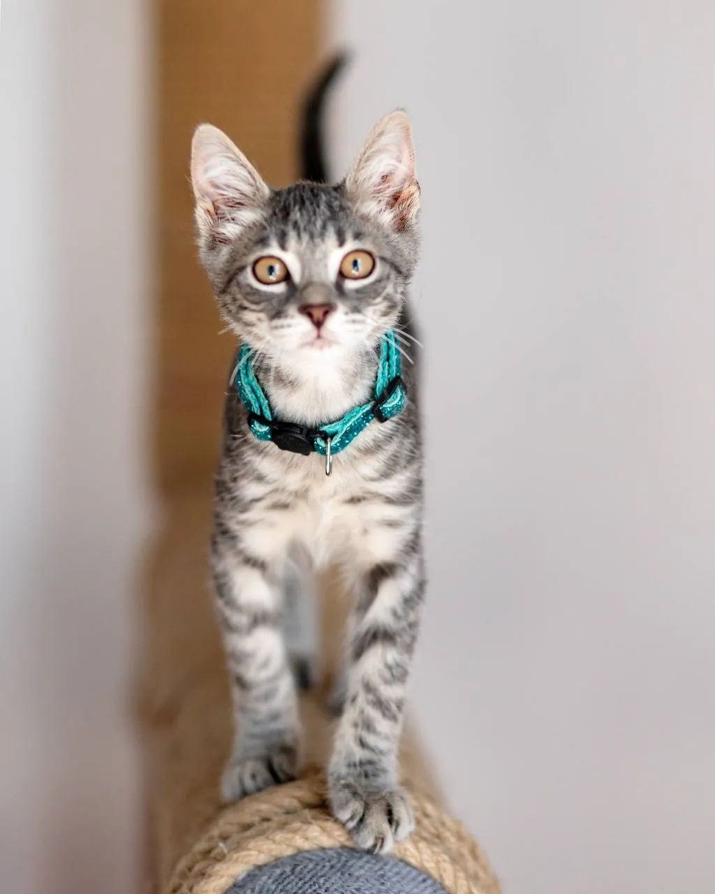 Котёнок Эдвард Каллен ищет дом 2