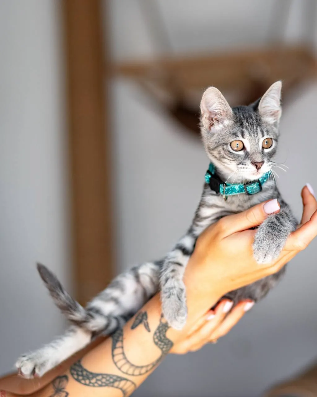 Котёнок Эдвард Каллен ищет дом 3
