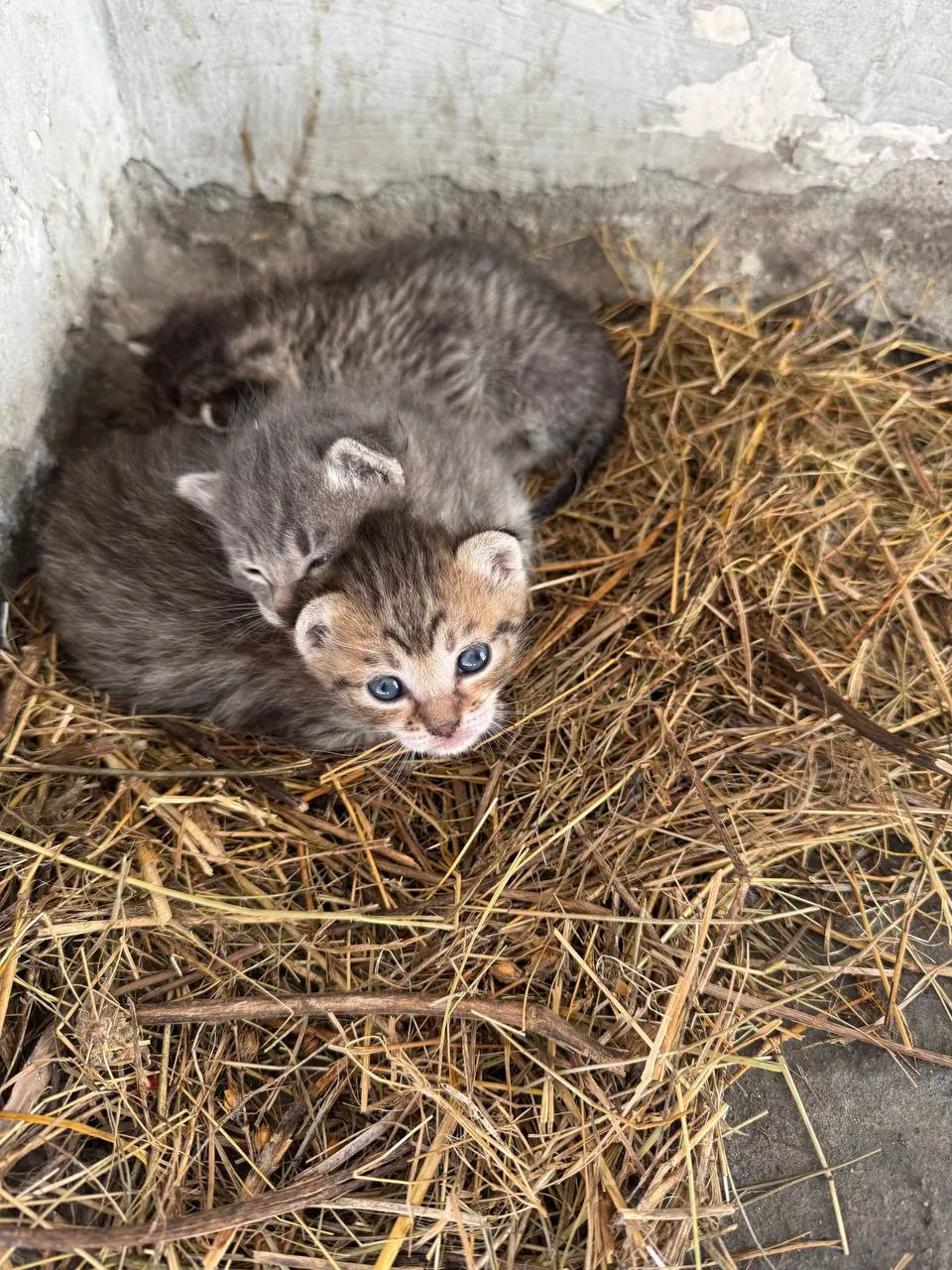 Котёнок Эдвард Каллен ищет дом 7