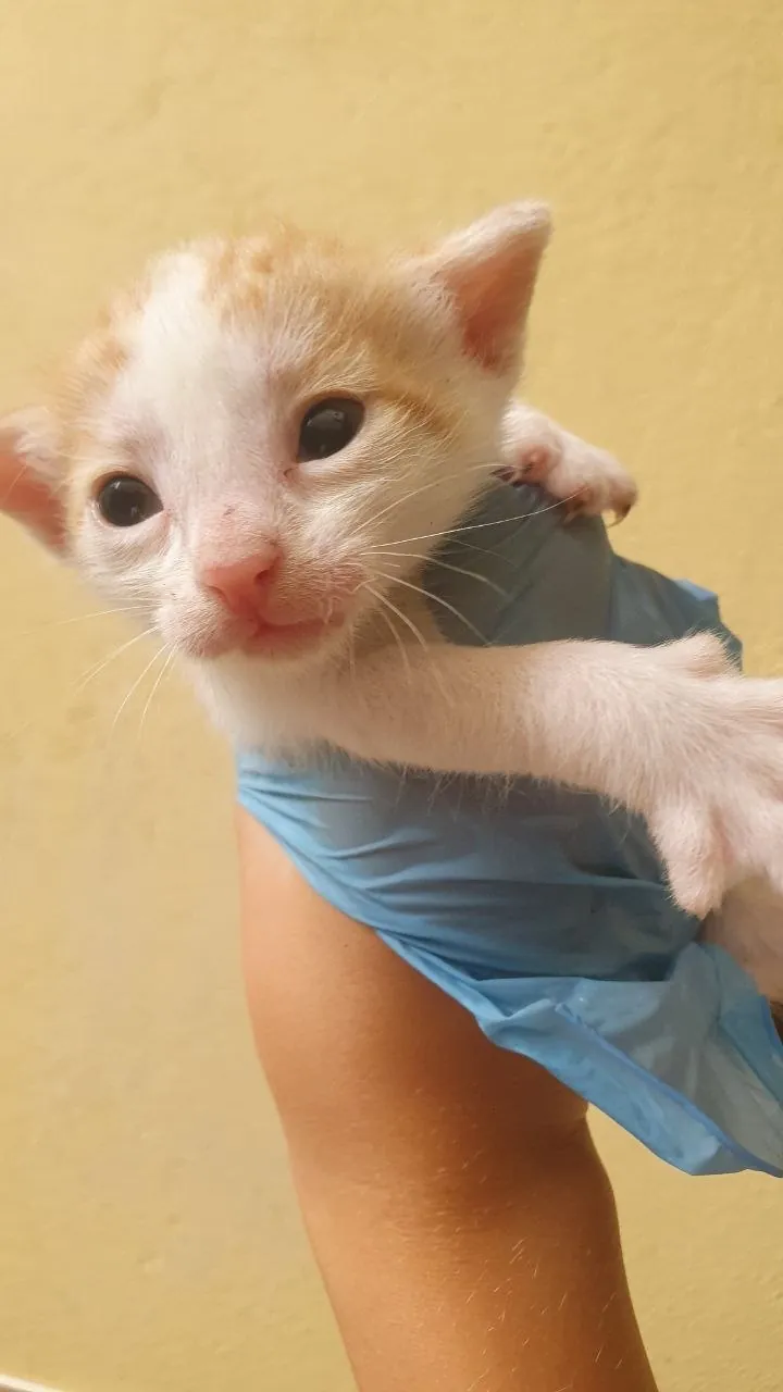 Котята в добрые руки бесплатно 3