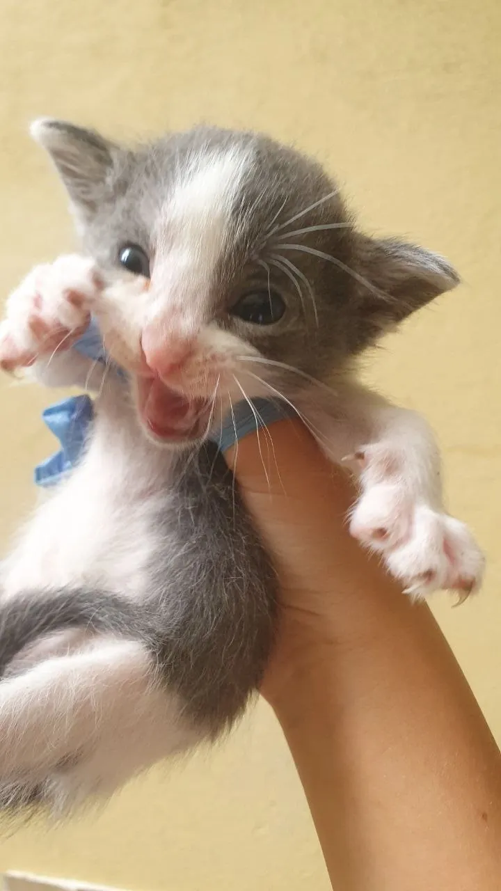 Котята в добрые руки бесплатно 2