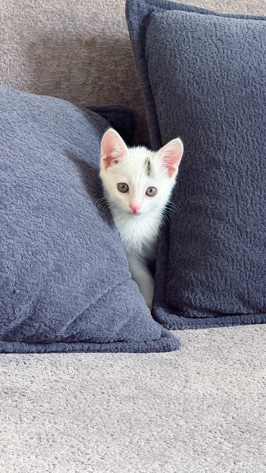Котёнок в добрые руки 2
