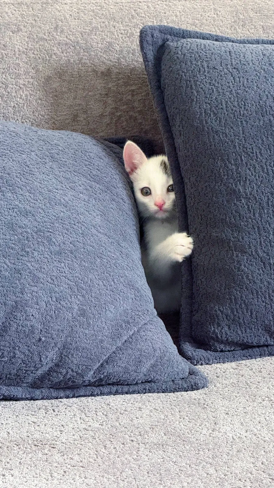 Котёнок в добрые руки 1
