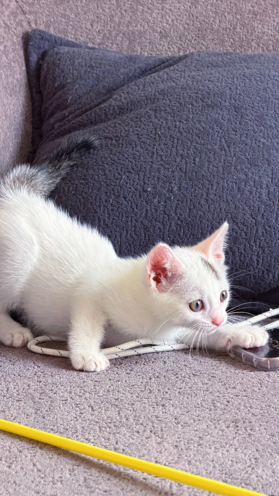Котёнок в добрые руки 4
