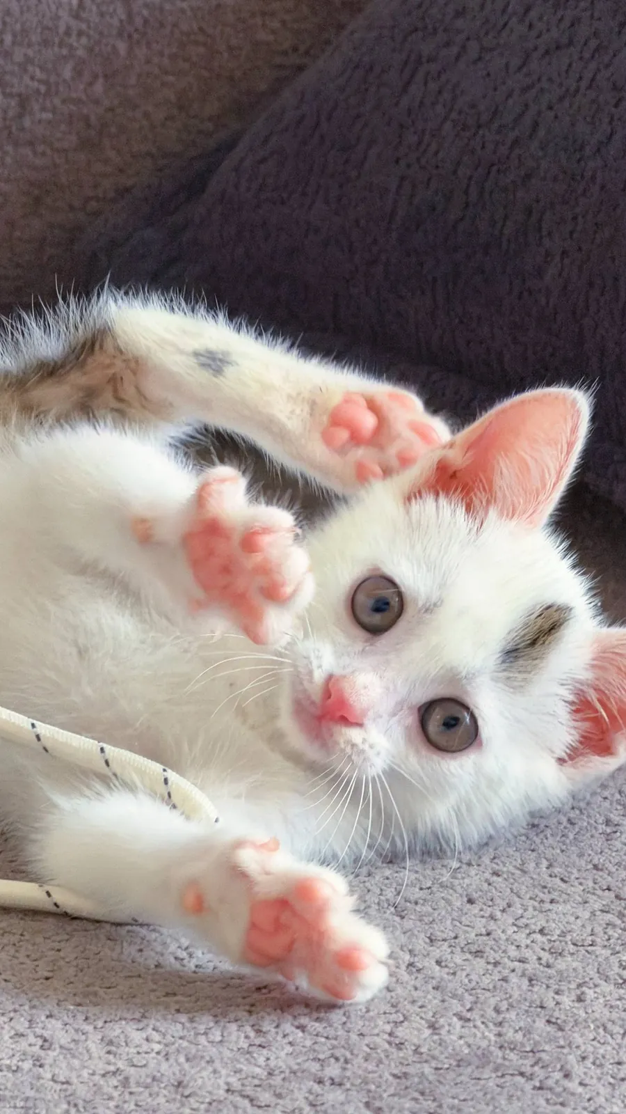 Котёнок в добрые руки 3