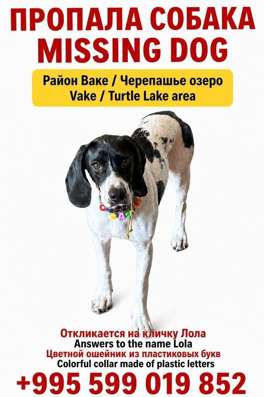 Пропала собака, ищут помощь в поиске 1