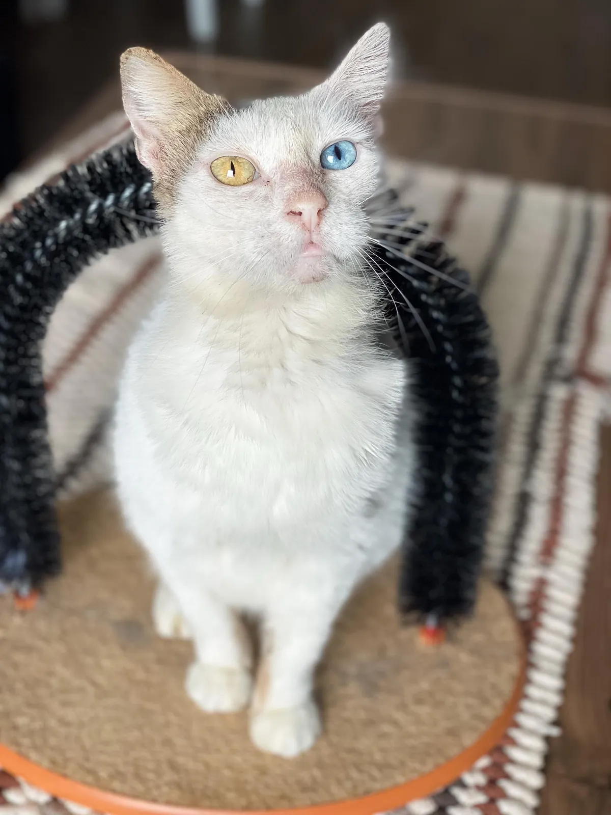 Миниатюра 1