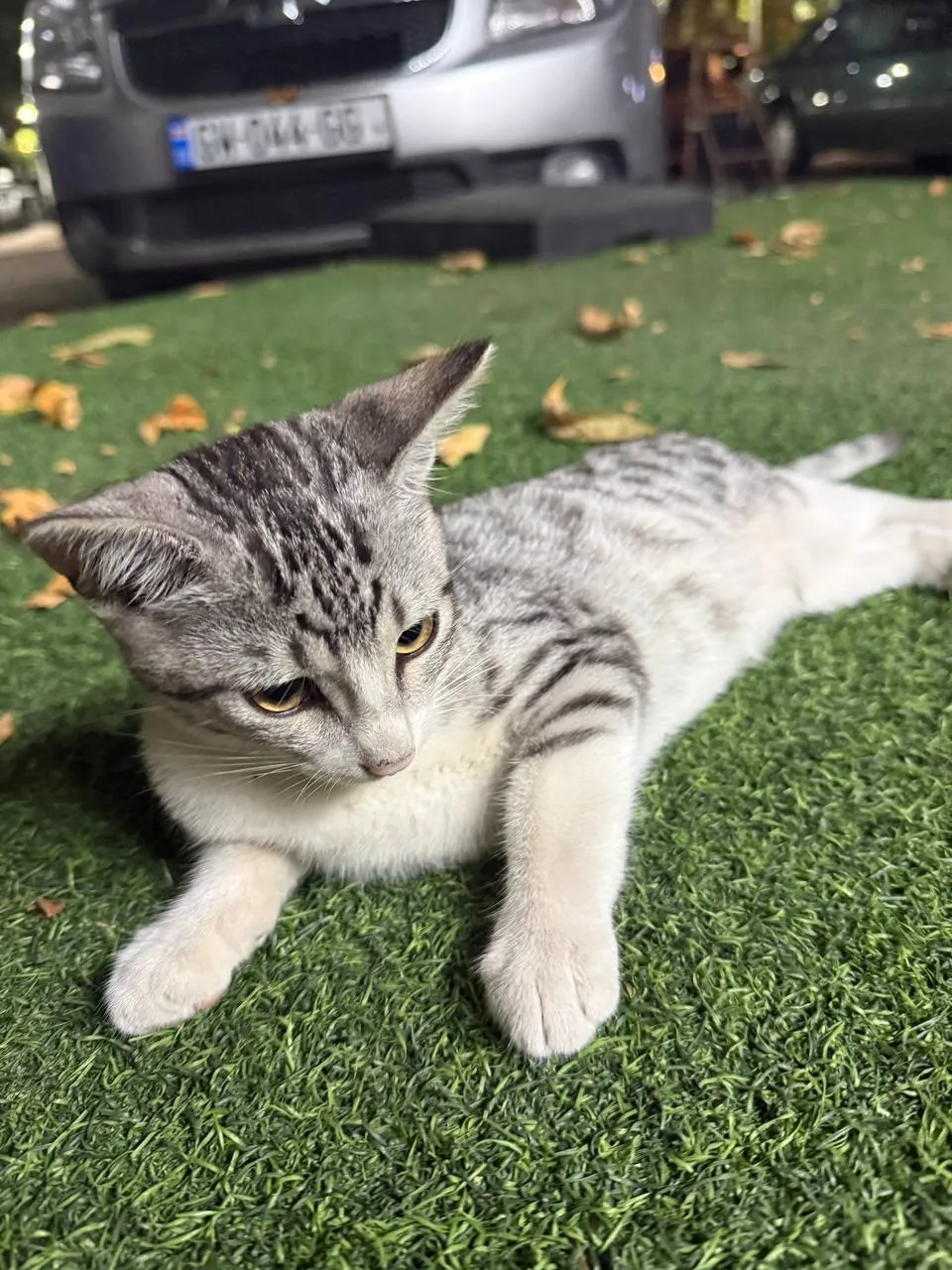 Котёнок Лео ищет дом 4