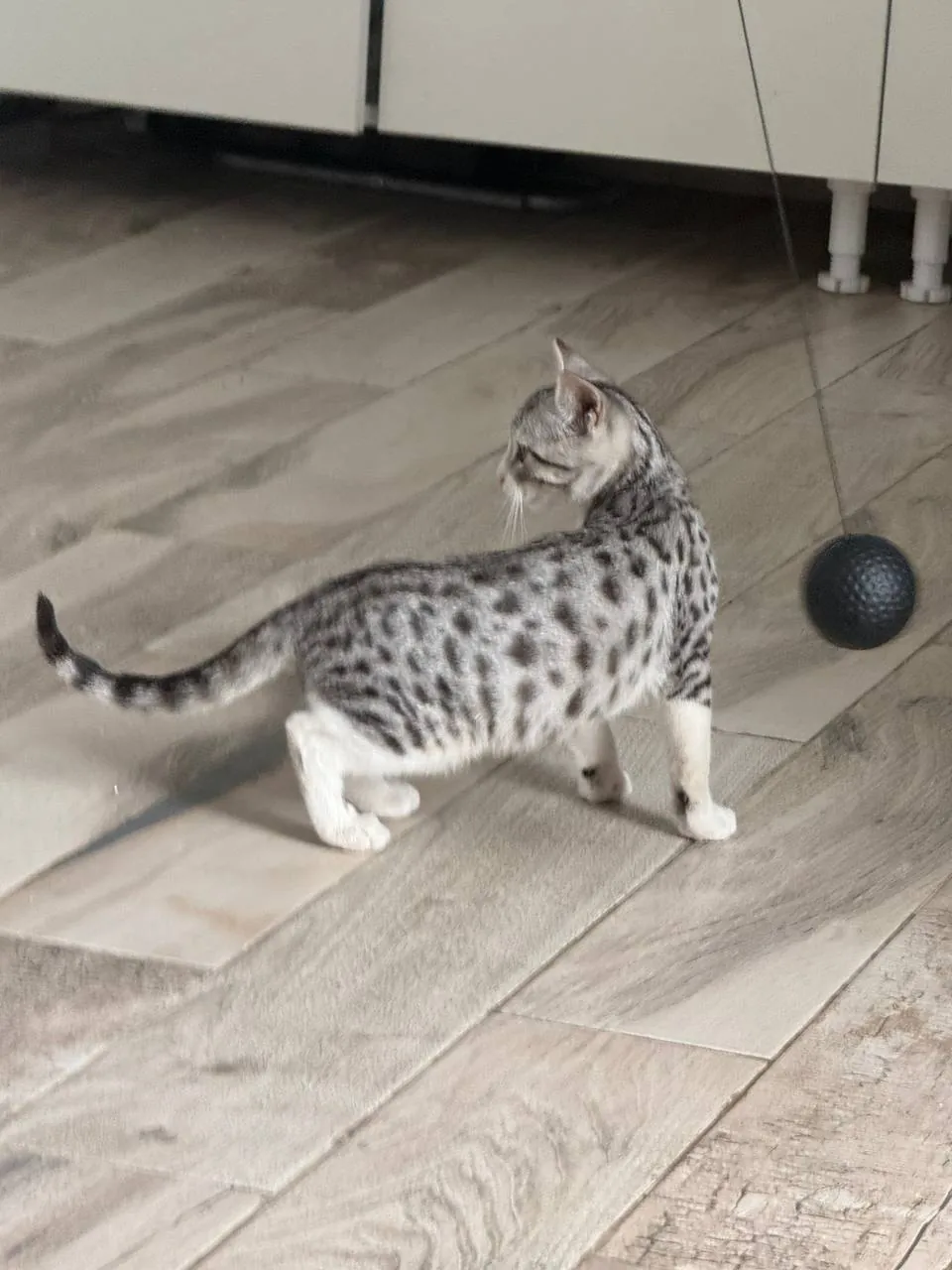 Котёнок Лео ищет дом 1