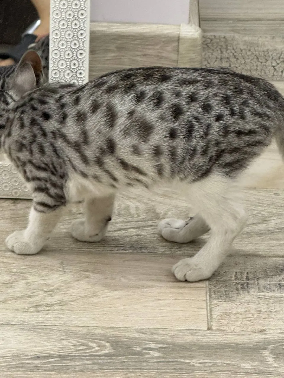 Котёнок Лео ищет дом 2