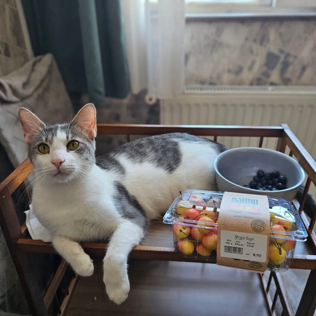 Коты Амур и Гудини ищут дом 2