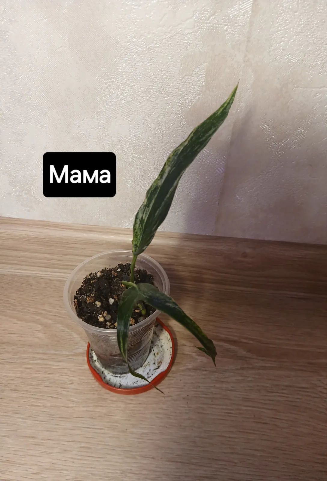 Монстера, редкий сорт альбо 2