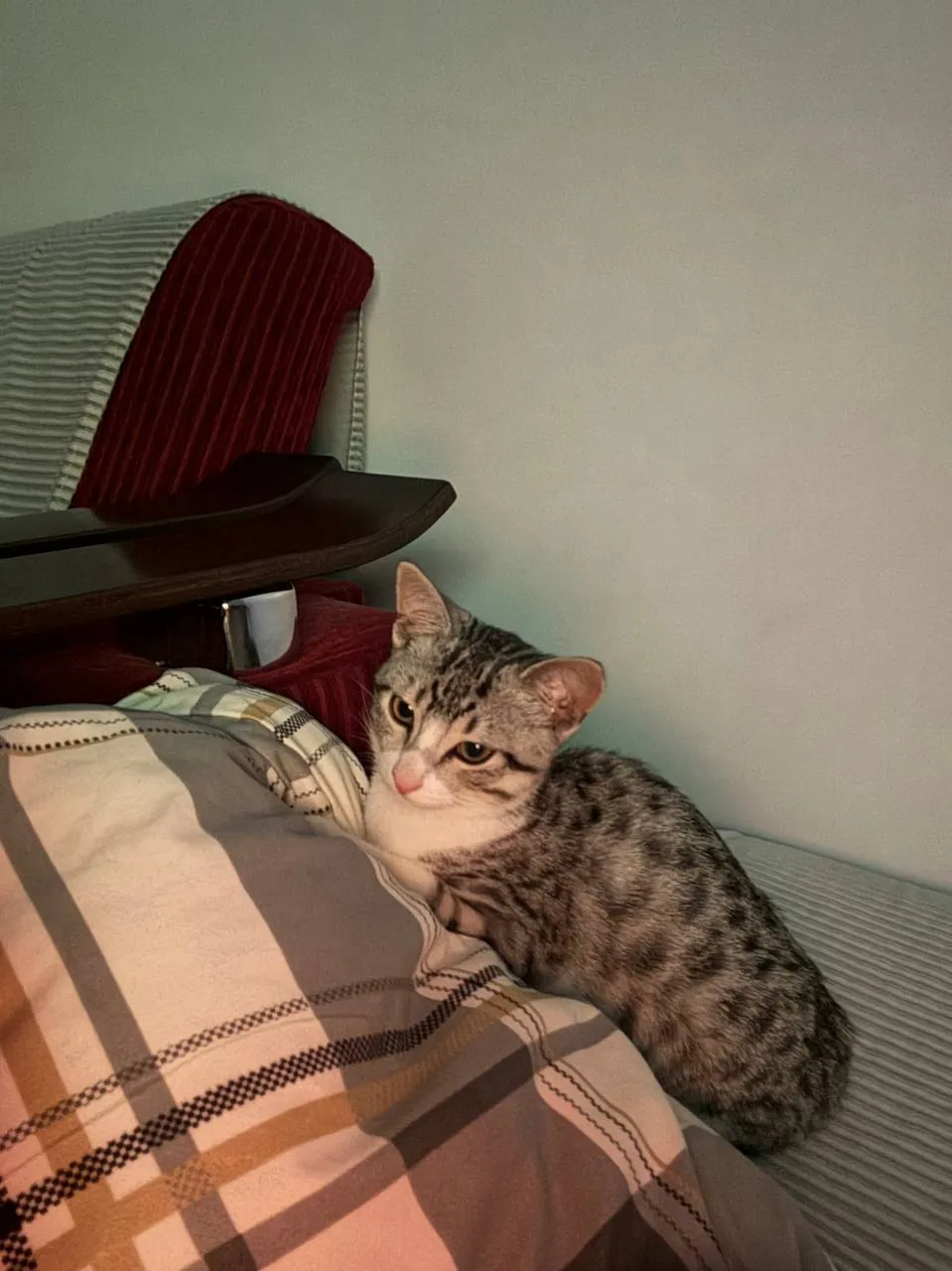 Кот Лео ищет дом, ласковый и спокойный 5
