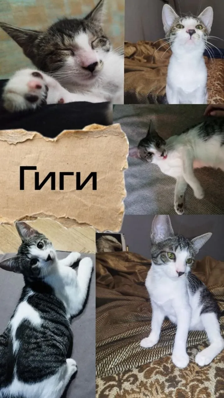 Котята ищут дом, приучены к лотку 2