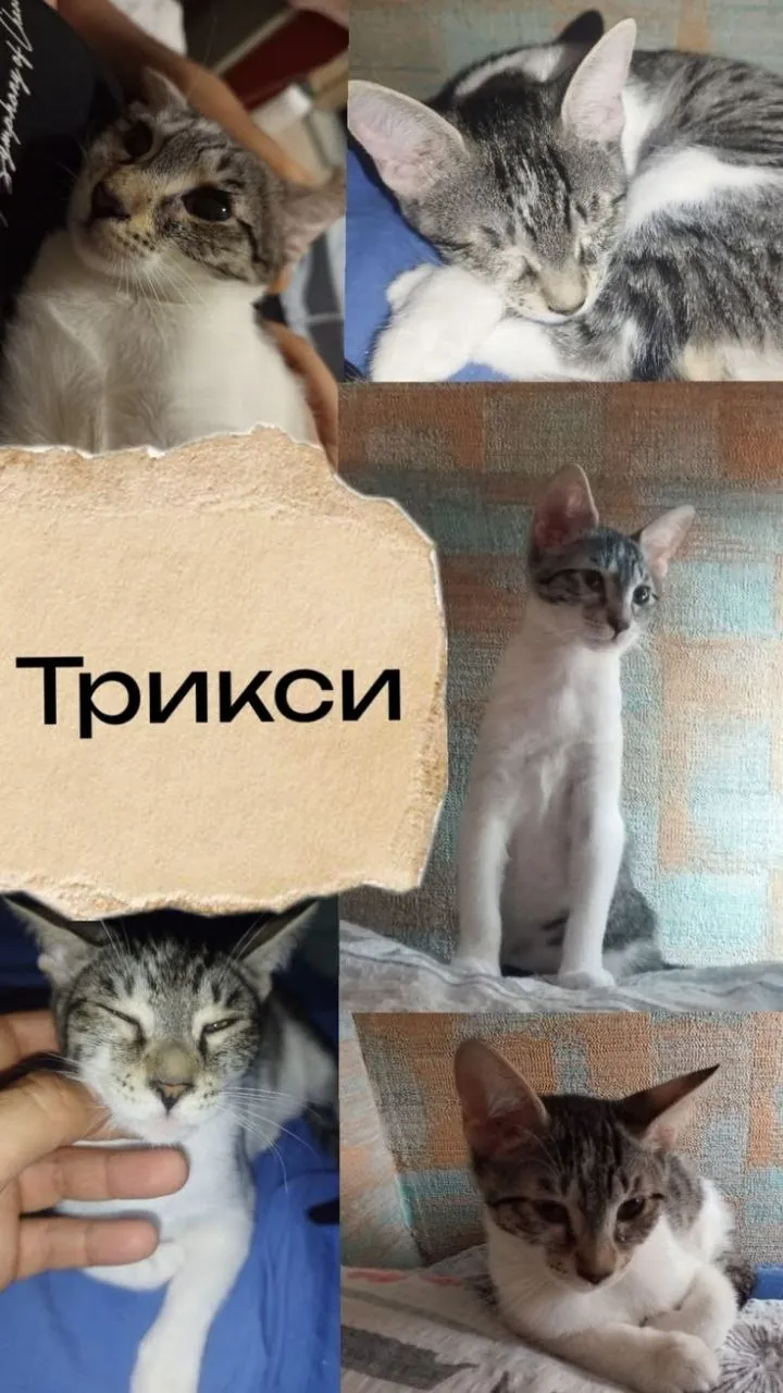 Котята ищут дом, приучены к лотку 1