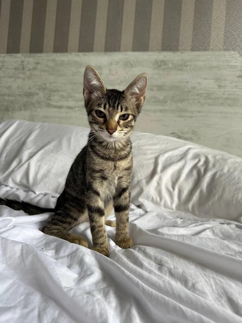 Котёнок Айко ищет дом 3