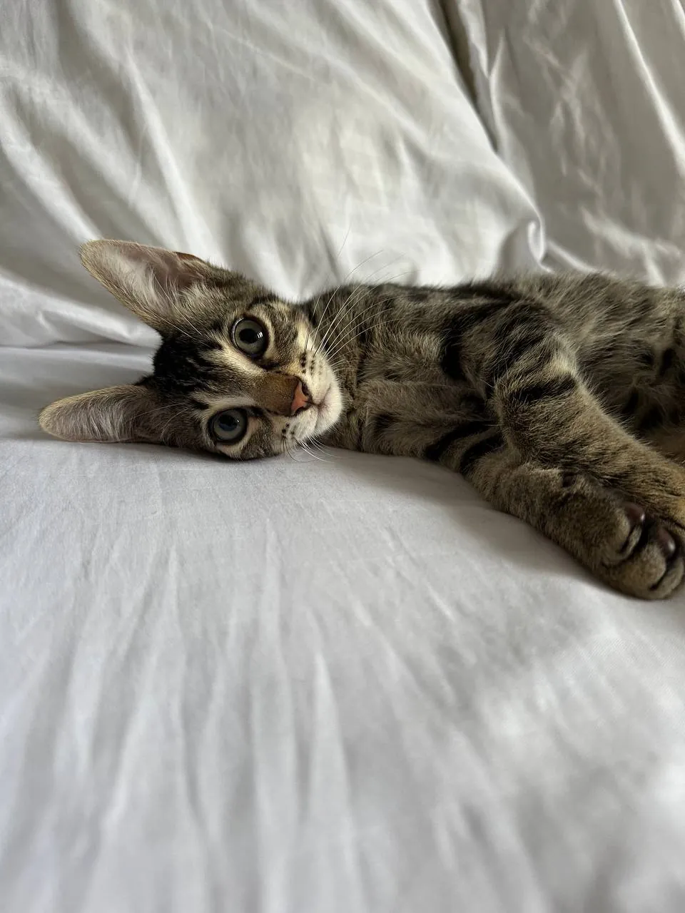 Котёнок Айко ищет дом 4