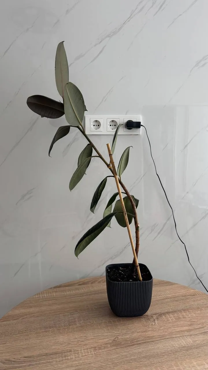 Фикус Эластика (Ficus Elastica) для дома 4