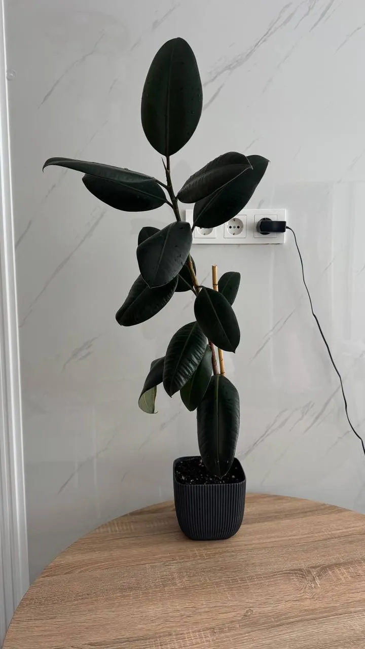 Фикус Эластика (Ficus Elastica) для дома 3