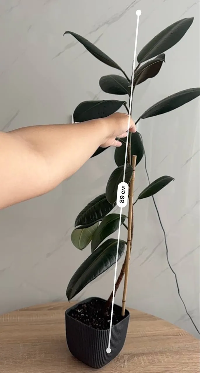 Фикус Эластика (Ficus Elastica) для дома 1