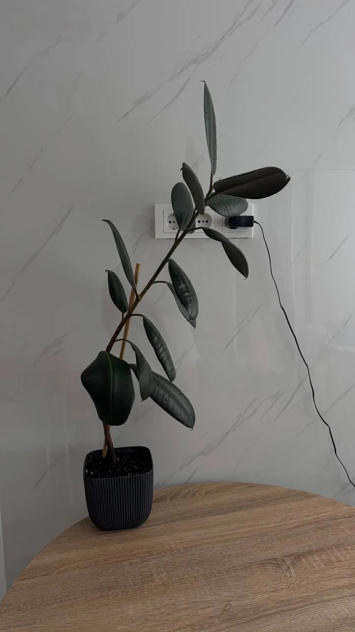 Фикус Эластика (Ficus Elastica) для дома 2