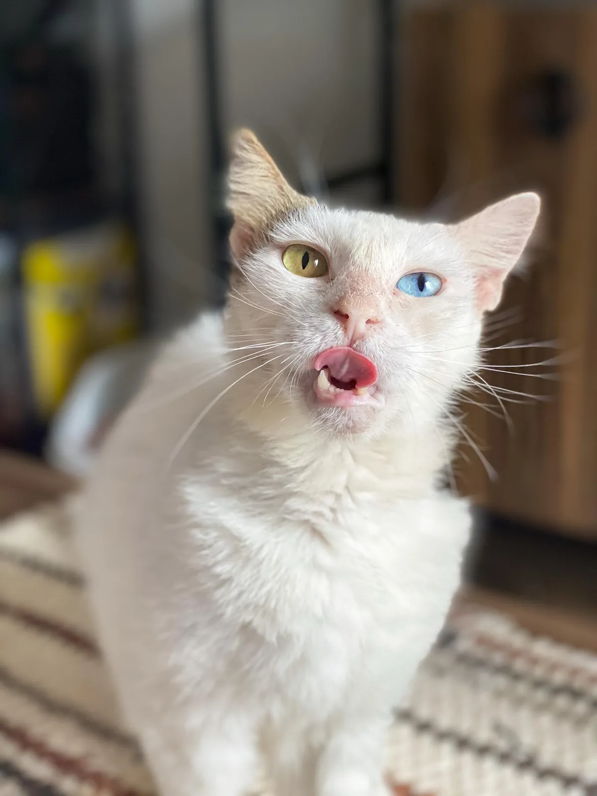 Кошка Луми ищет дом, Батуми 3