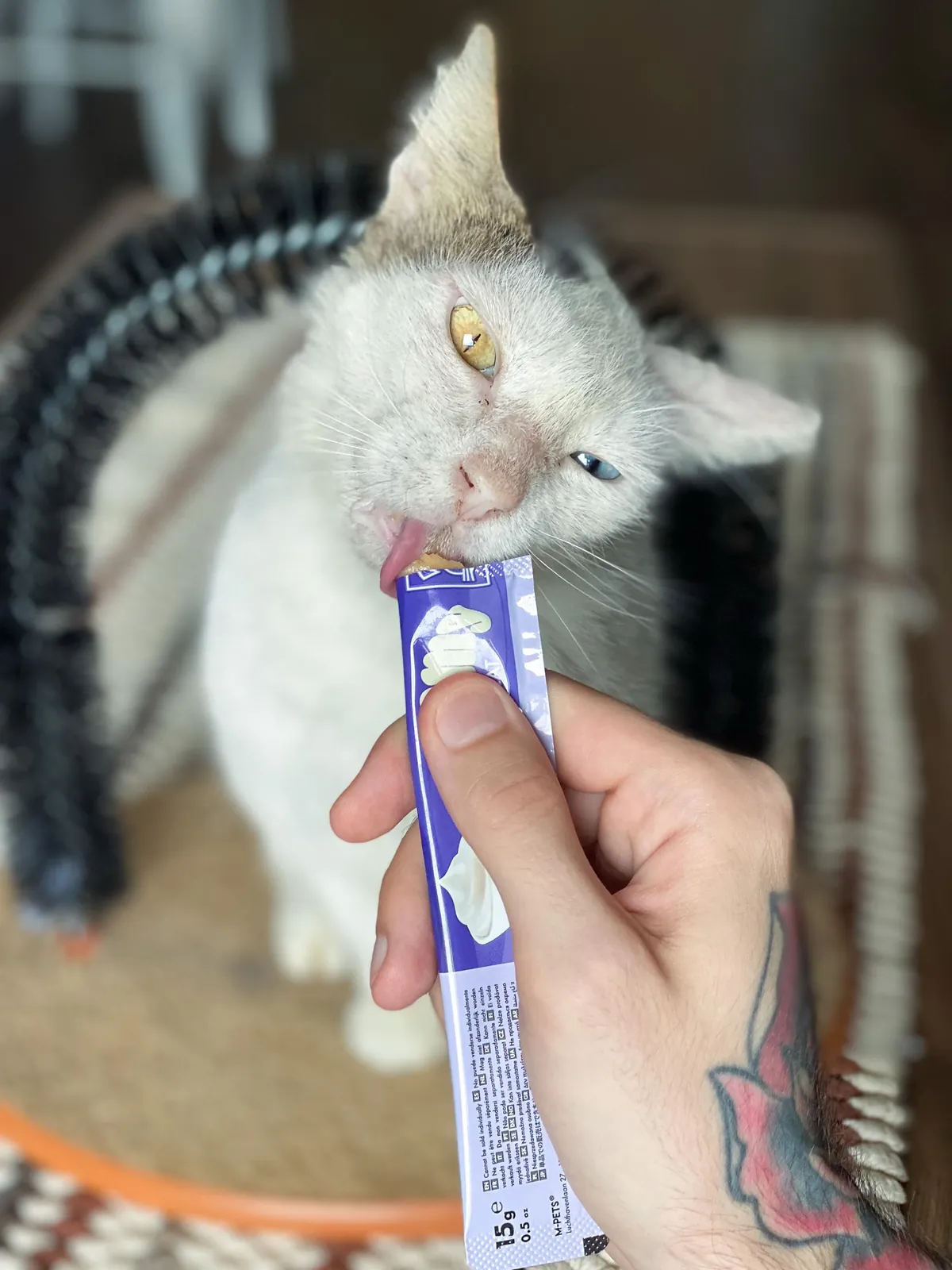 Кошка Луми ищет дом, Батуми 1