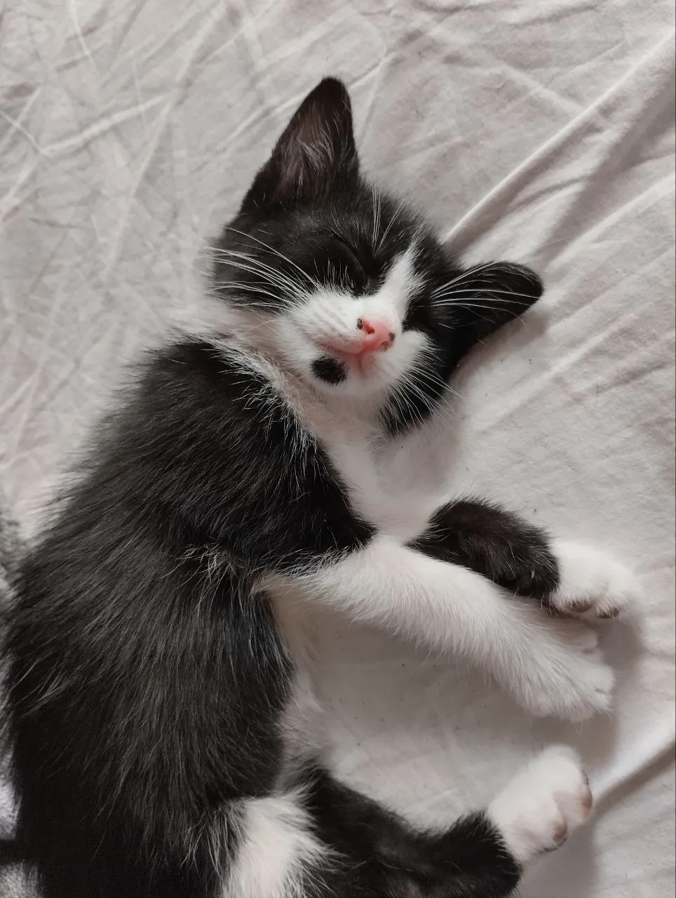 Котёнок мальчик ищет дом 2