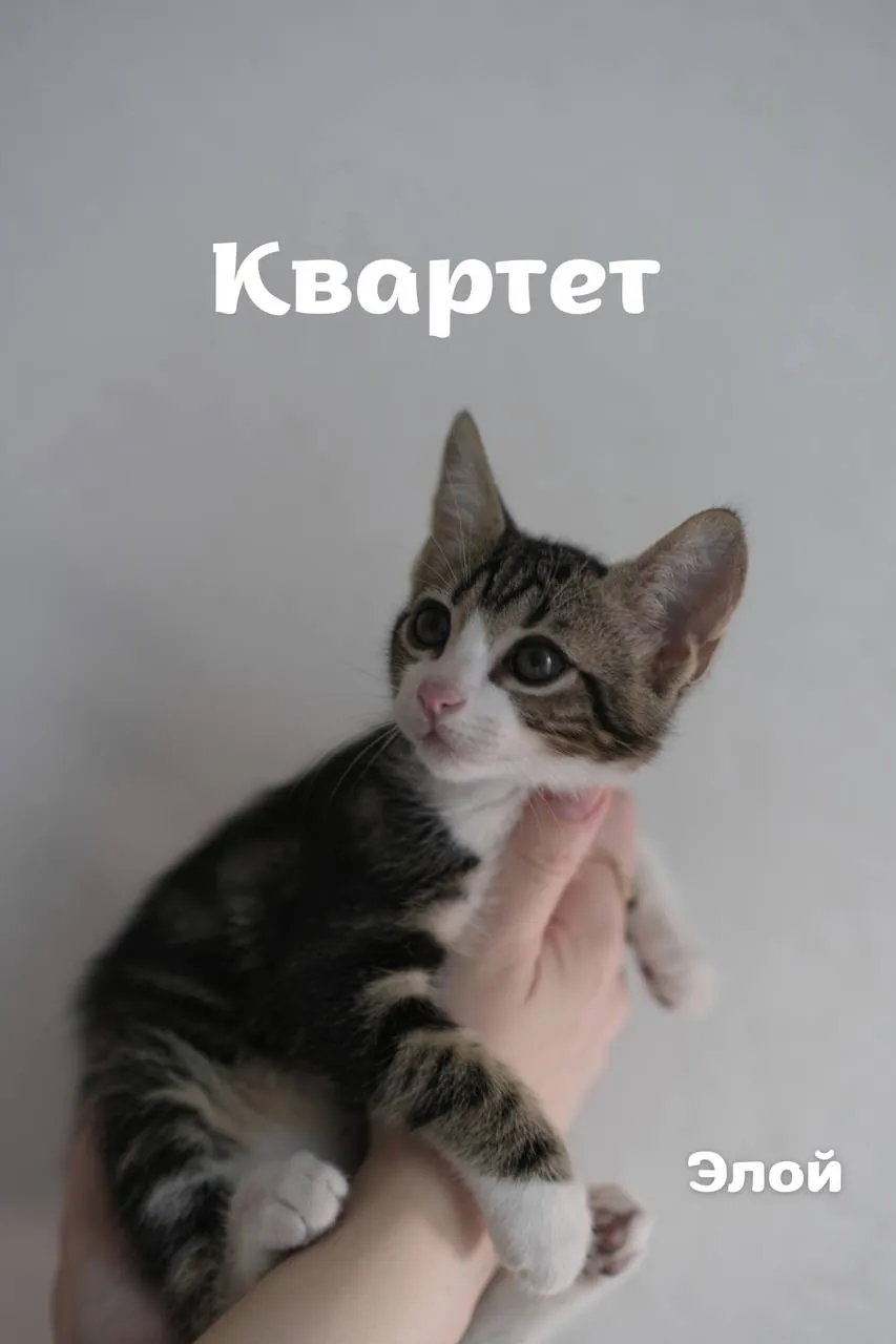 Миниатюра 1