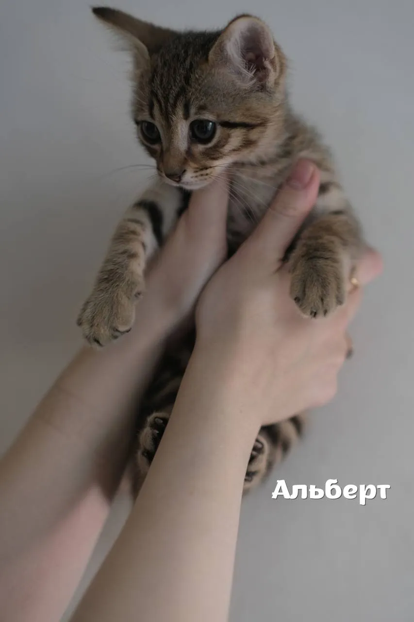 Миниатюра 3