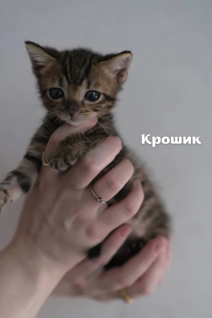 Миниатюра 4