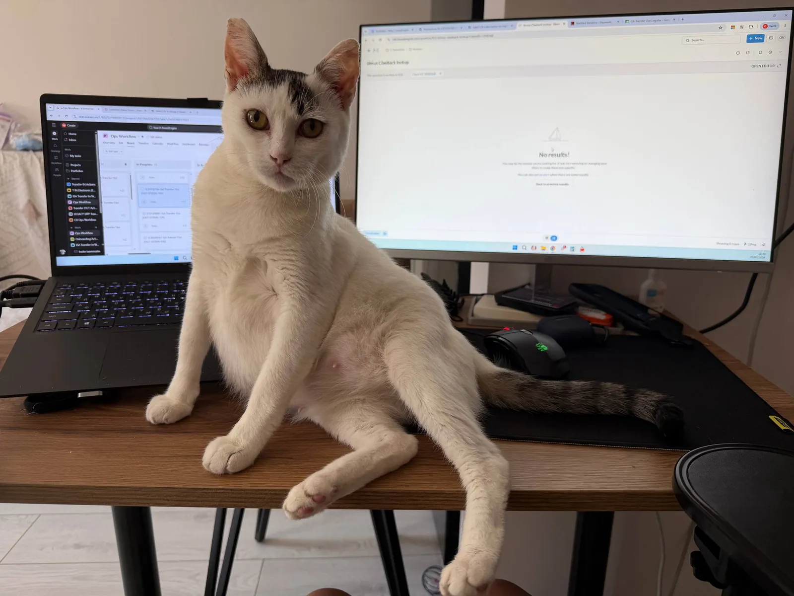 Кошка Минти ищет дом 4