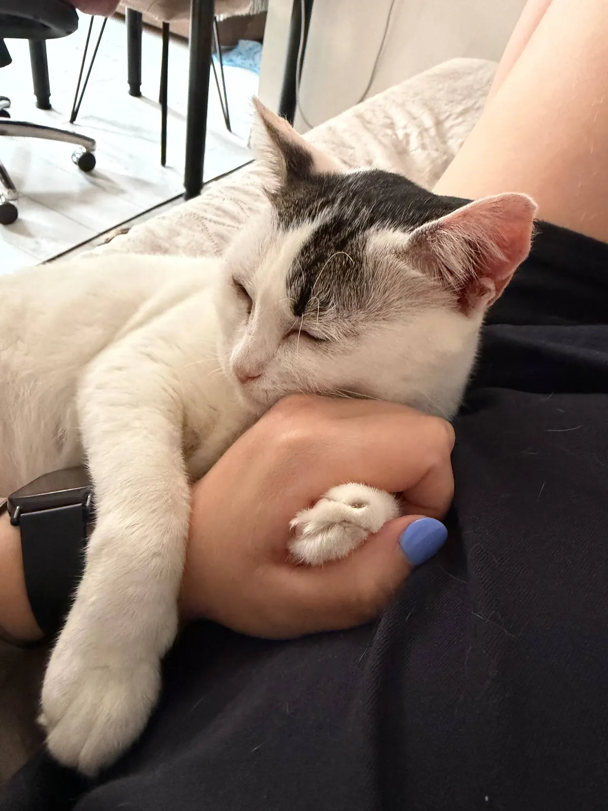 Кошка Минти ищет дом 2