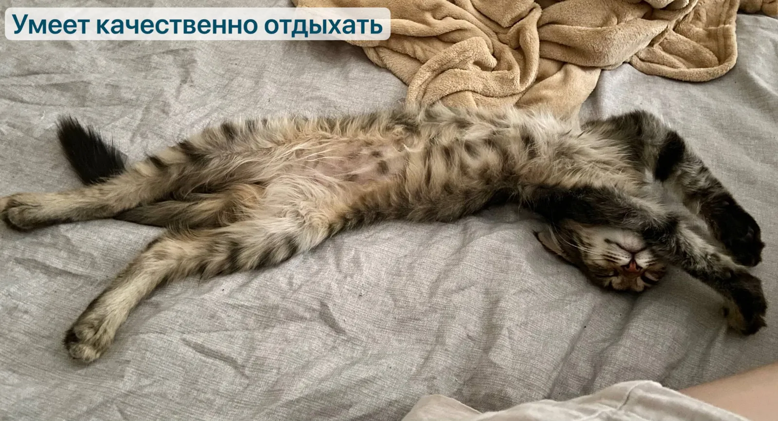 Кот Чешир и кошка Синеглазка ищут дом 3