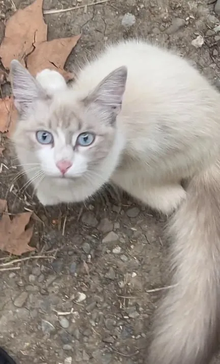 Кот Чешир и кошка Синеглазка ищут дом 4