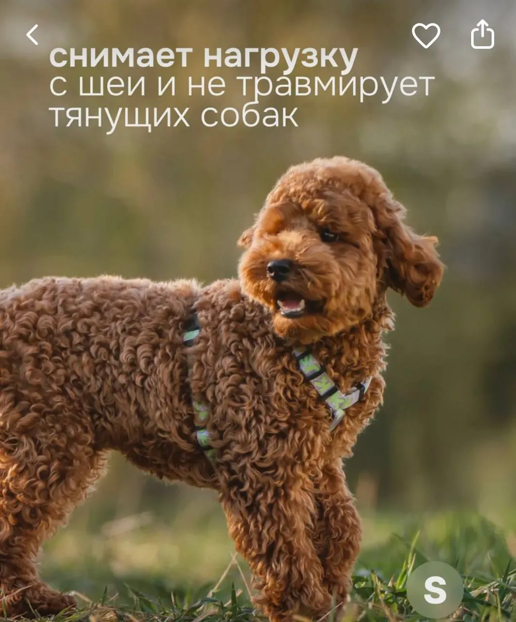 Анатомическая шлейка для собаки KUSAKA S 2