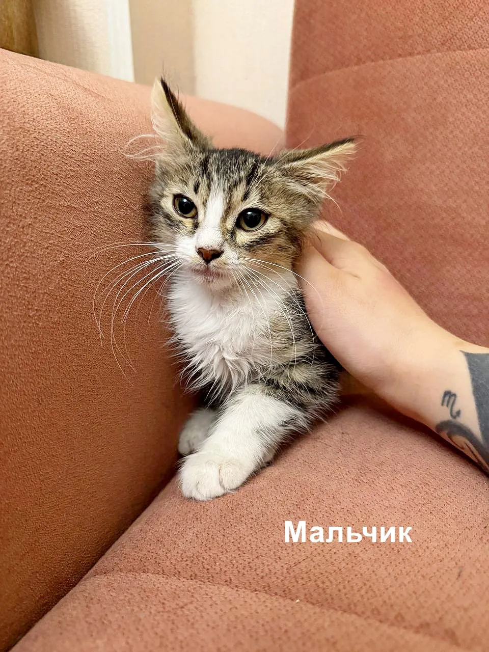 Миниатюра 8
