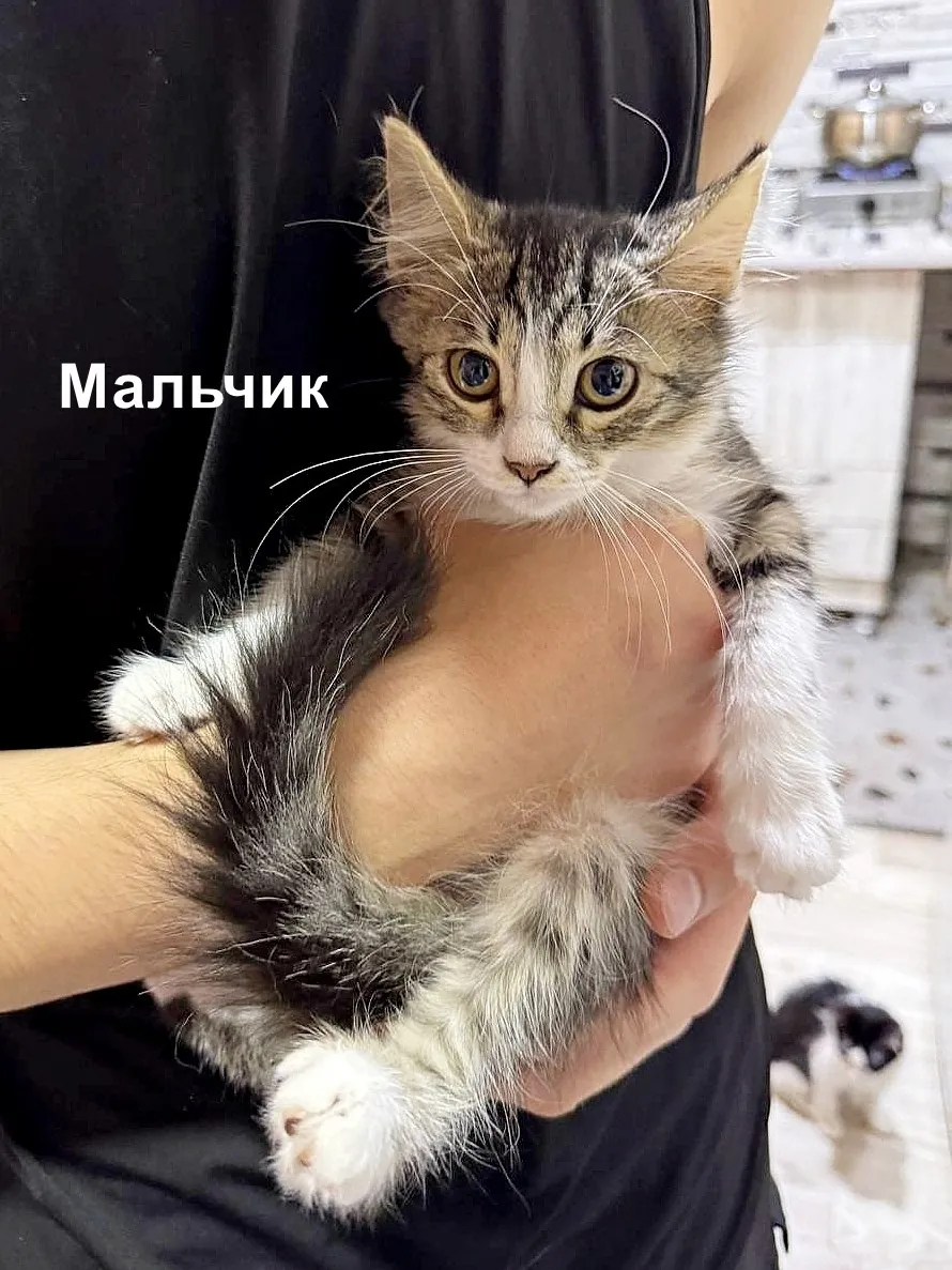 Миниатюра 7