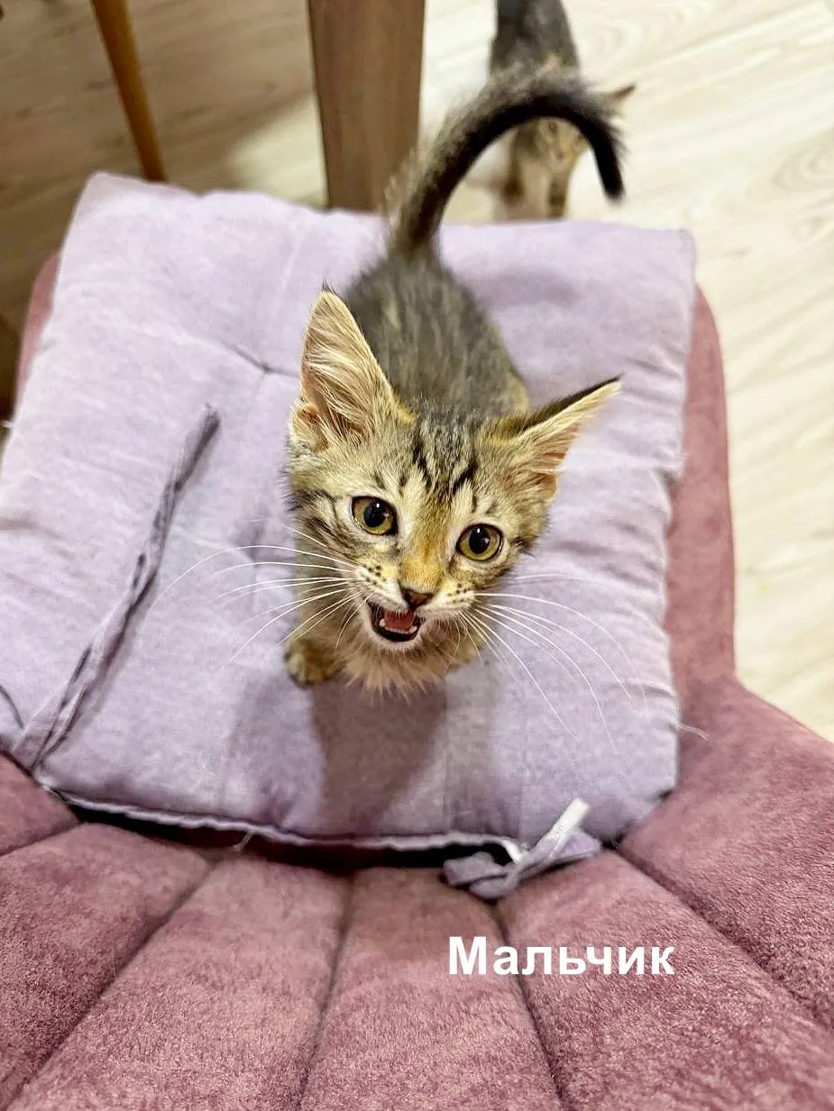 Миниатюра 3