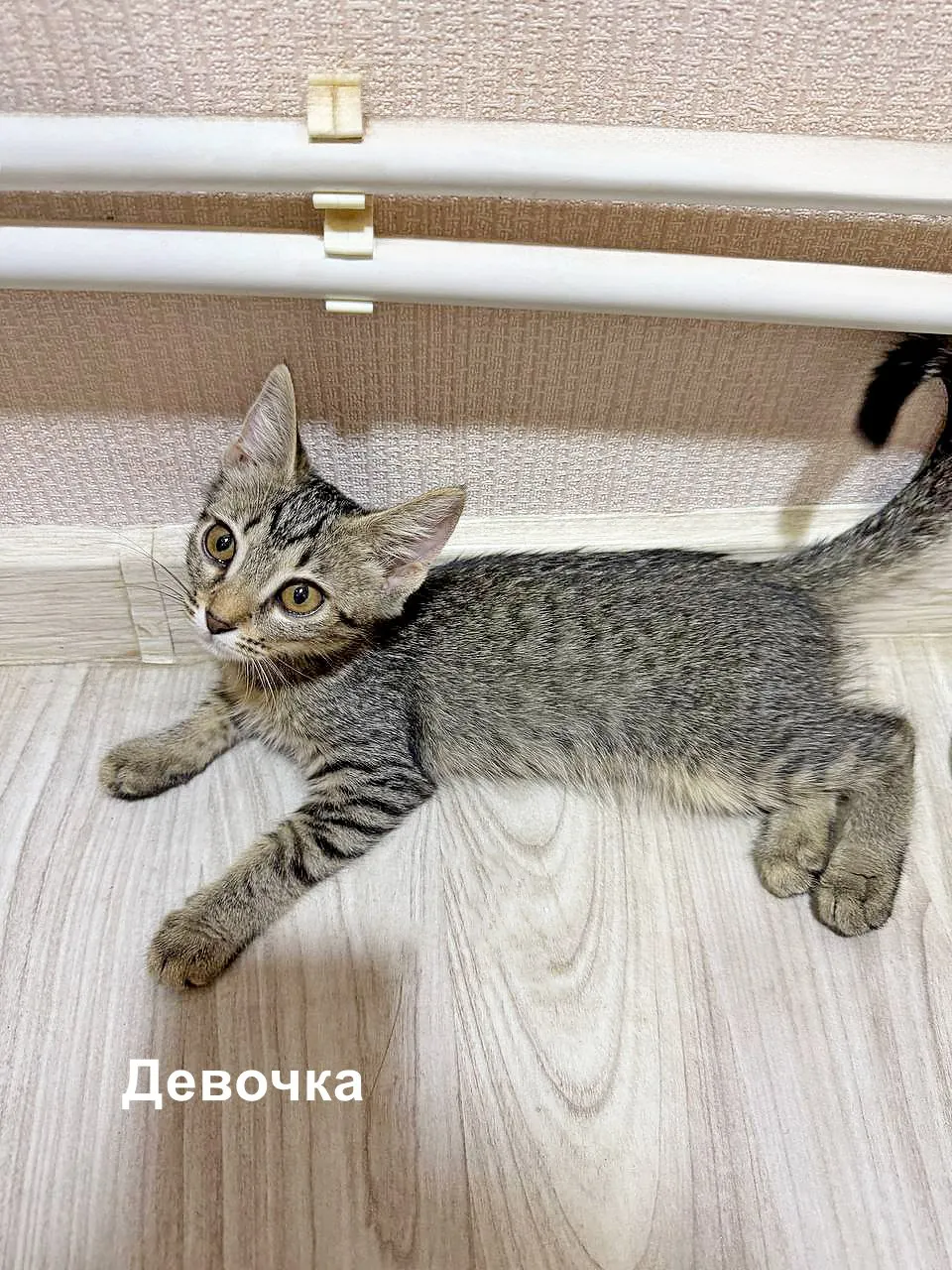 Миниатюра 6