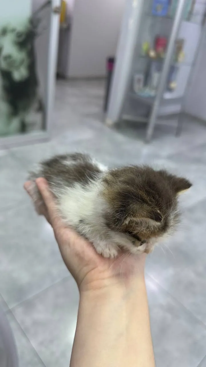 Миниатюра 4