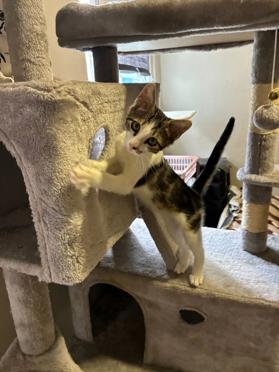 Котёнок трёхцветный мраморный окрас 5