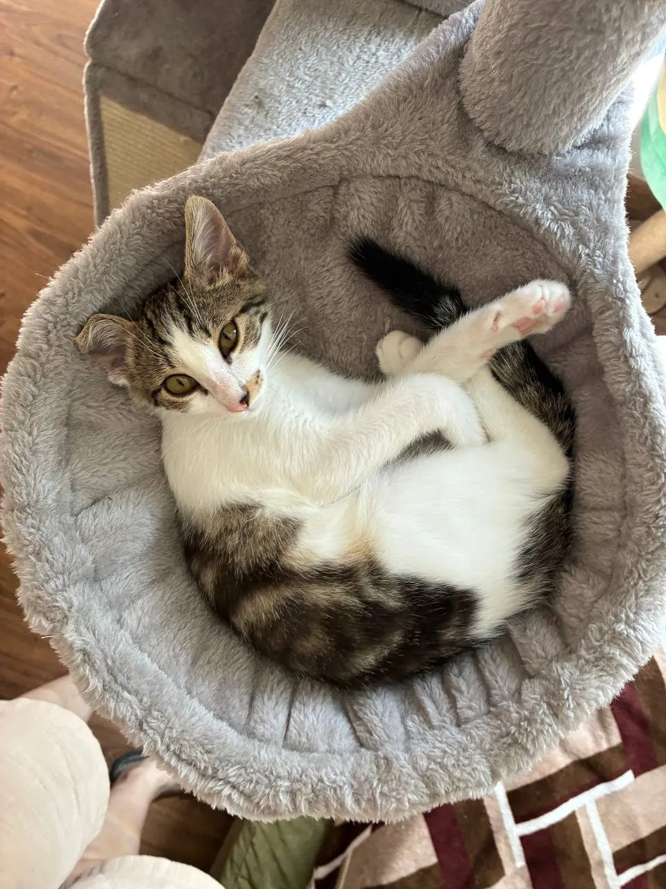 Котёнок трёхцветный мраморный окрас 3