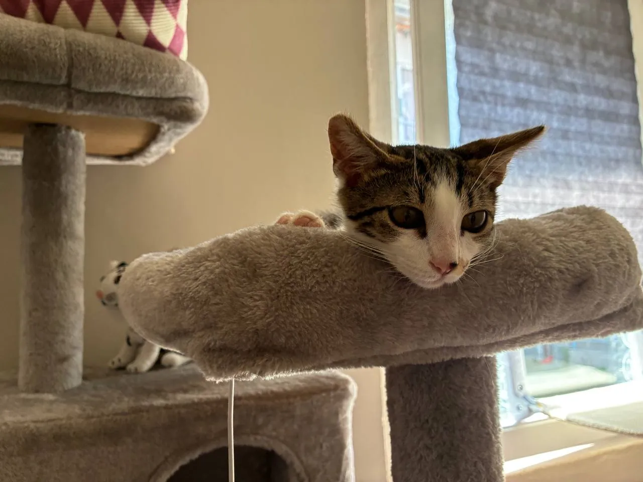 Котёнок трёхцветный мраморный окрас 4